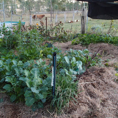 eight acres: organic gardening - don't just replace chemicals with organic inputs, let nature do the work!