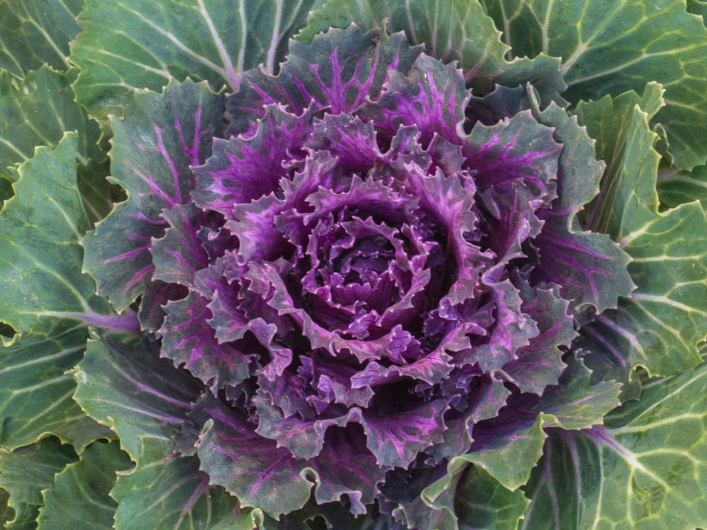 brassica oleracea var acephala
