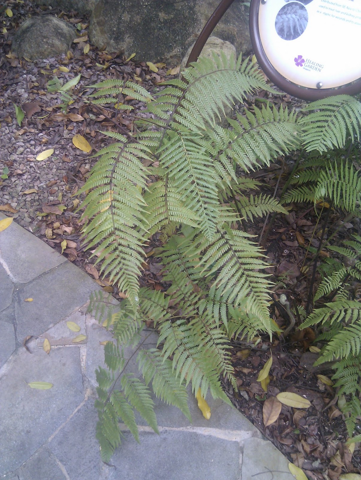 Plants found in Singapore Cibotium barometz