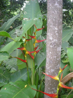 Heliconia from hell, La Ceiba, Honduras
