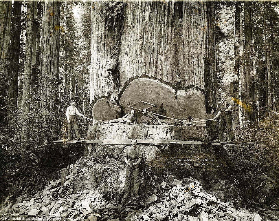 Ultimate Collection Of Rare Historical Photos. A Big Piece Of History (200 Pictures) - Californian lumberjacks