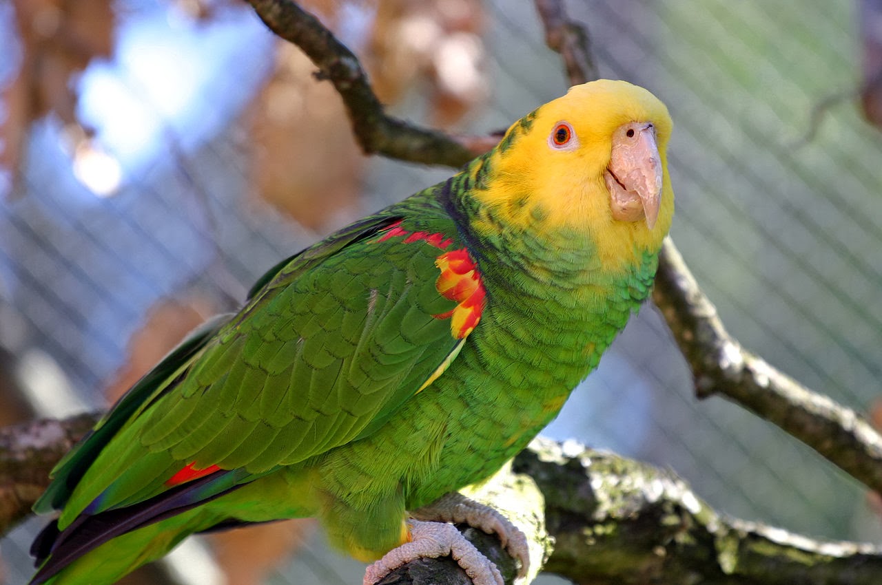 Yellow Headed Amazon - Pets