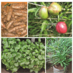 Soal Tentang Budidaya Tanaman Obat Mathlaul Khairiyah