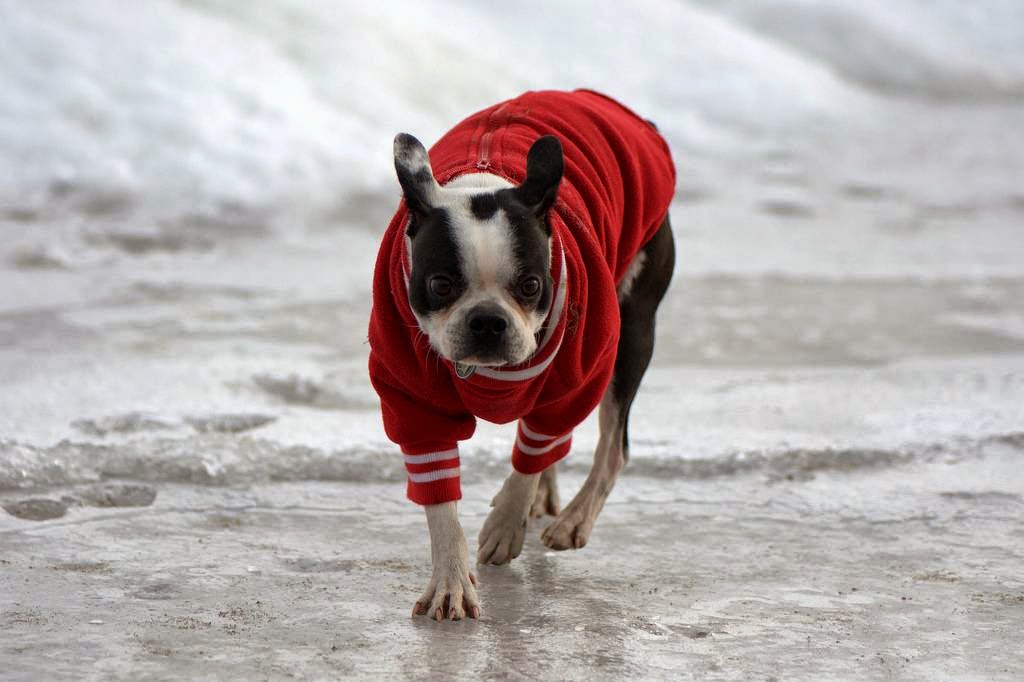 Dogs on Ice The Ark In Space