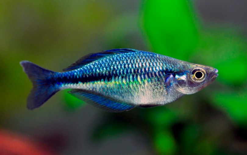 Ikan Hias Rainbow: Ciri Ciri, Jenis dan Perawatannya Lengkap