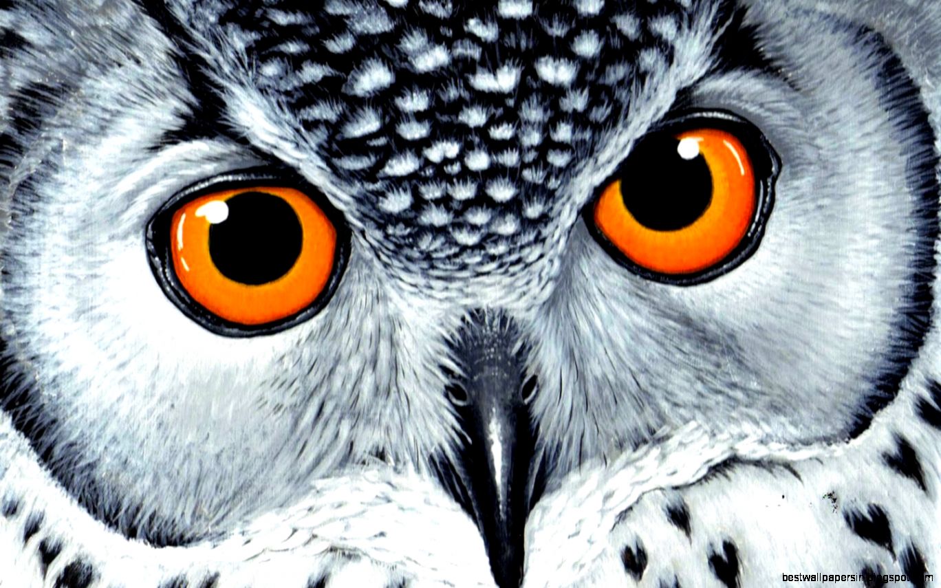 orangeeyes owl wallpaper