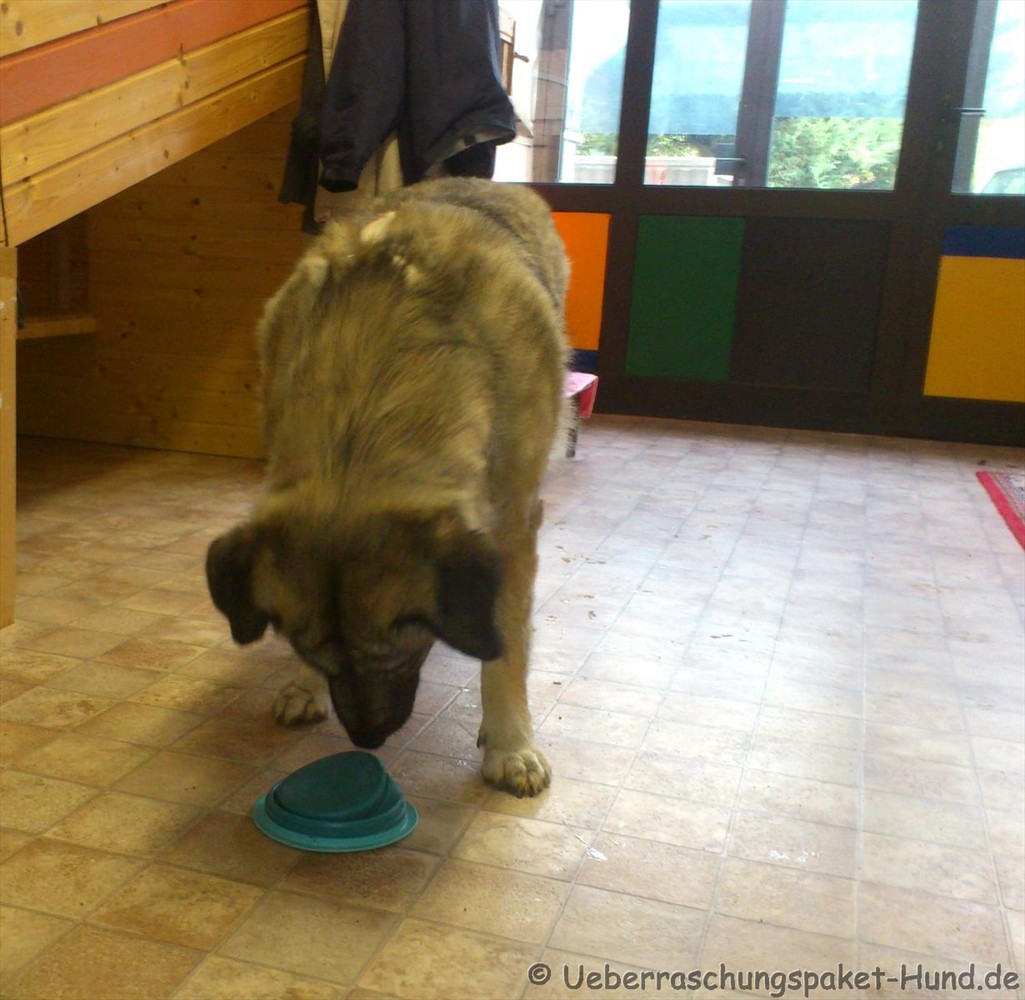 Überraschungspaket Hund ein Hundeblog der zeigt, wie unterschiedlich