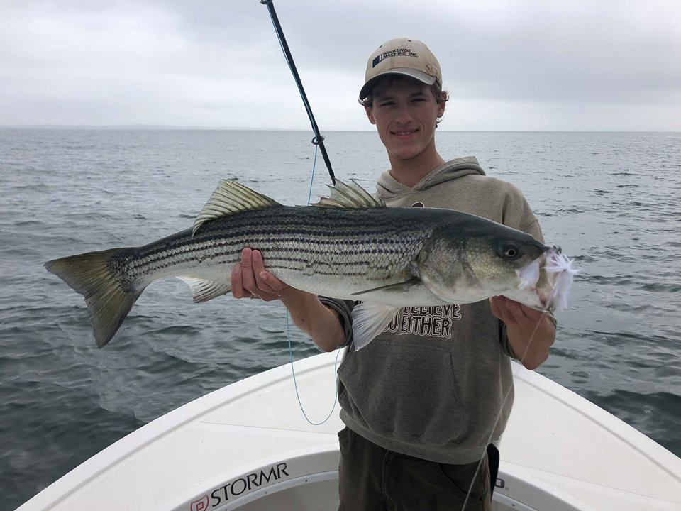 Connecticut Fly Angler "Weeding Out" Big Striped Bass