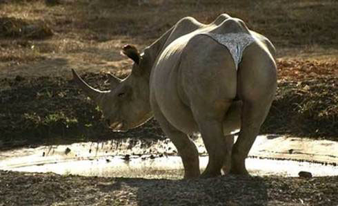 [Image: rhino+butt.jpg]