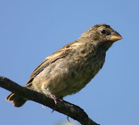 Finch at Mangle Point, Fernandina, Galapagos