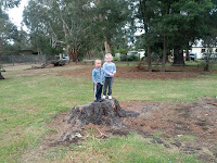 King of the Stump