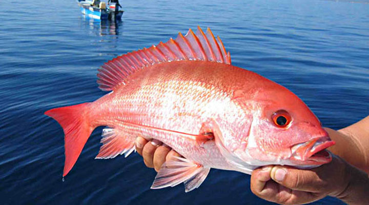 Is Red Snapper good for you? - Fresh Red Snapper, Buy Red Snapper, Red ...