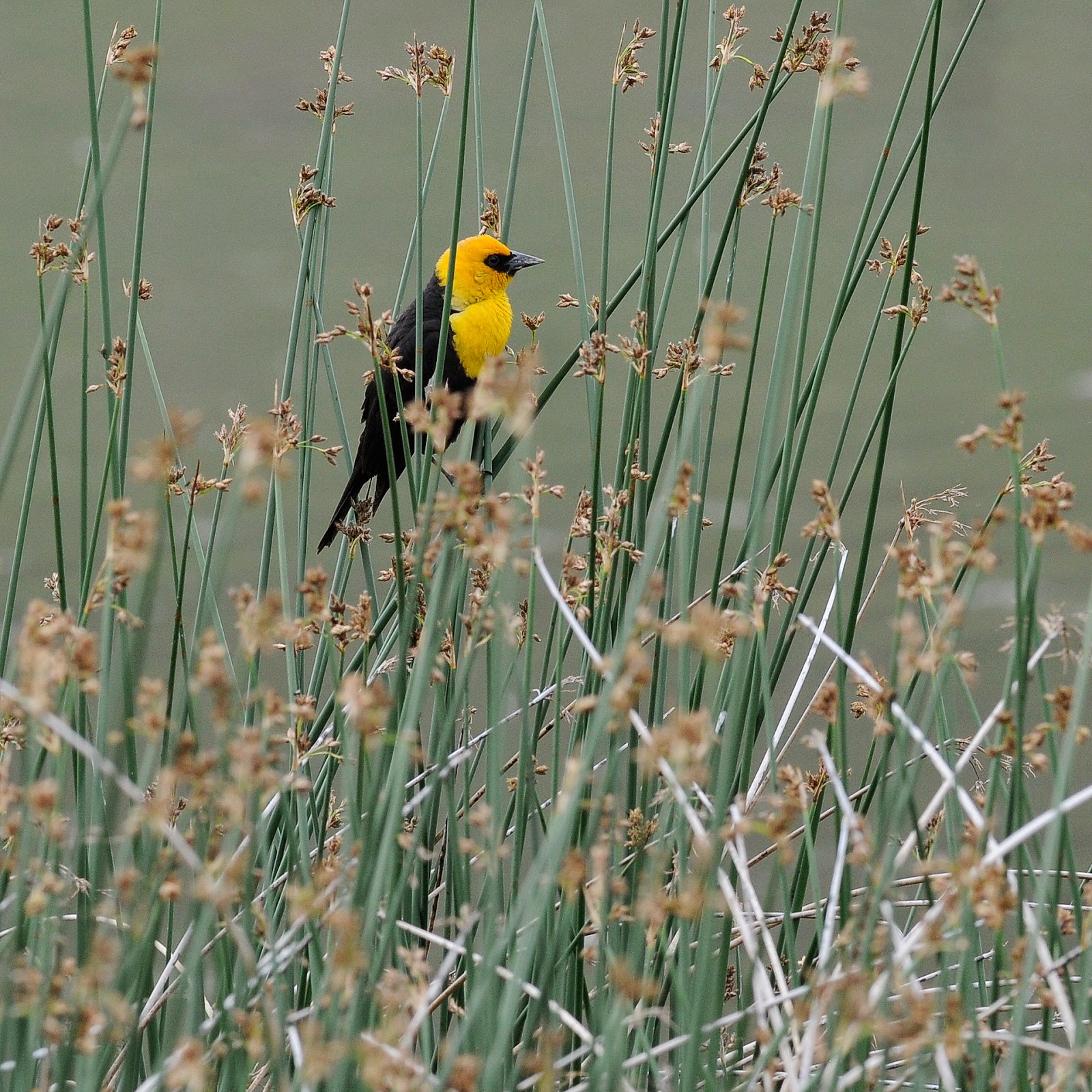 the black river blog some birds of british columbia the black river blog some birds of british columbia