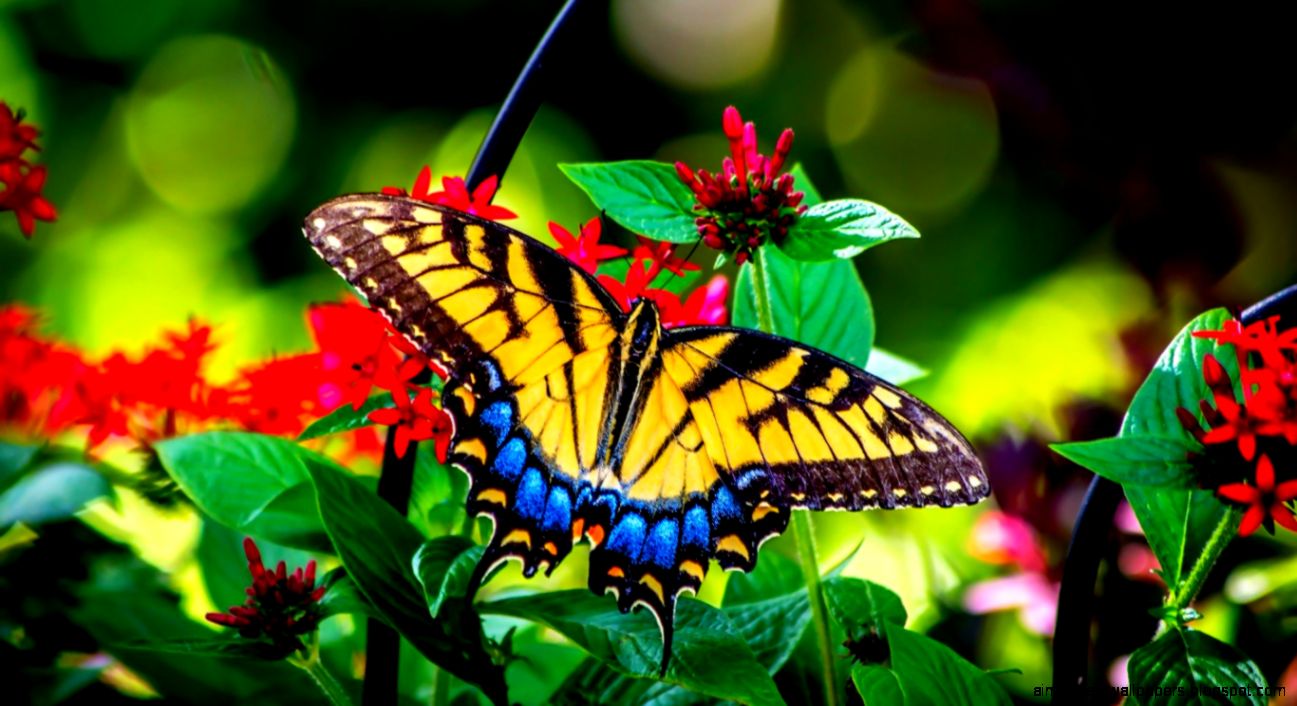 Butterflies Natures Beauty Flowers Butterfly Bloom Nature Picture