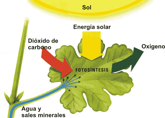 fotosíntesis 1
