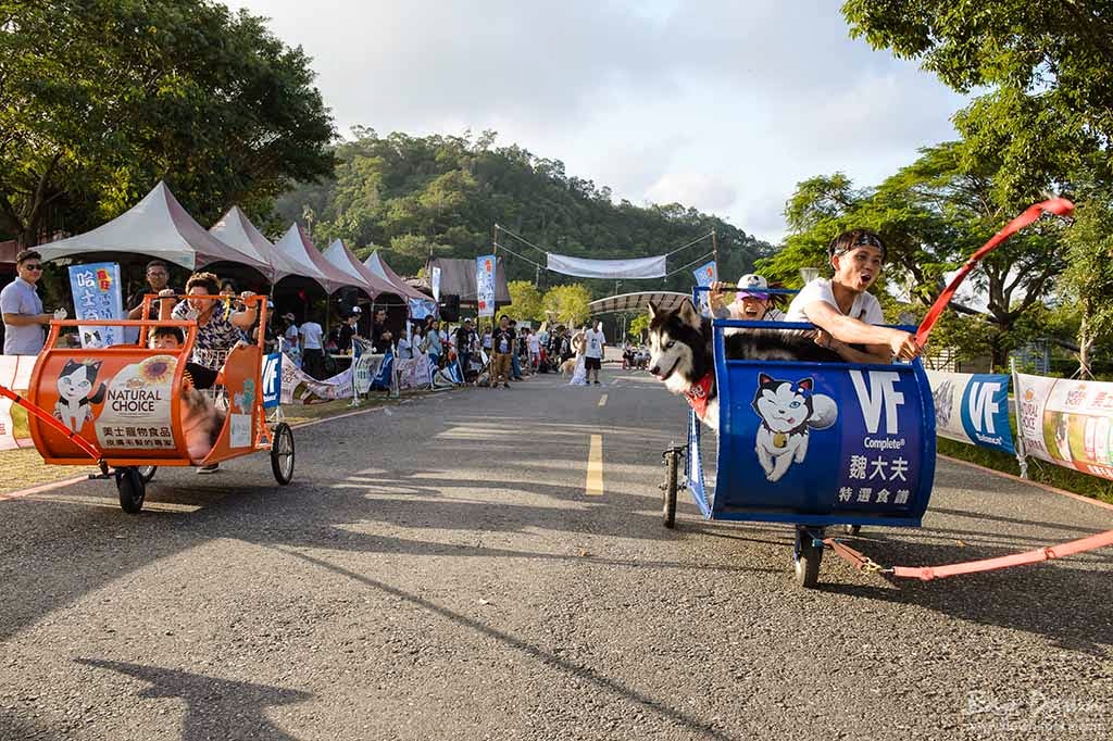 婚攝小動、婚攝推薦、活動紀錄、哈士奇、雪橇