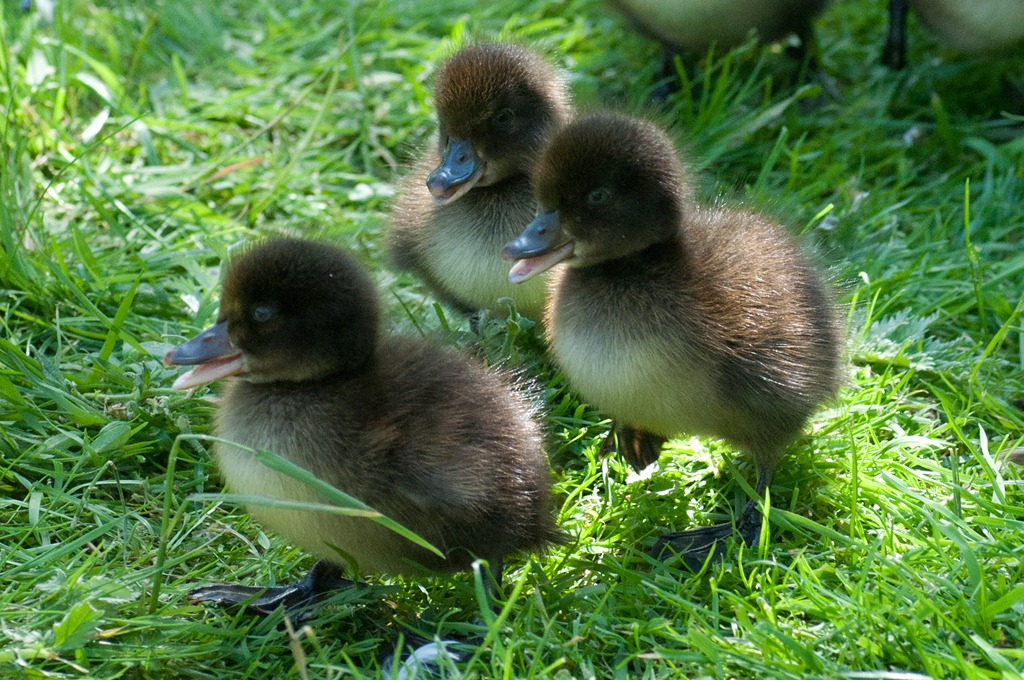 Cute+Baby+Ducklings