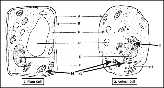 Labeled diagram Plant Cell and Animal Cell