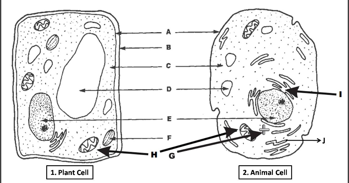 Plant Cell and Animal Cell Diagram Quiz | Biology Multiple ...