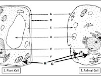 Labeled Diagram Of Plant Cell Labeled Diagram Of Plant Cell
