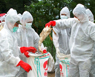 China bird virus likely silent threat