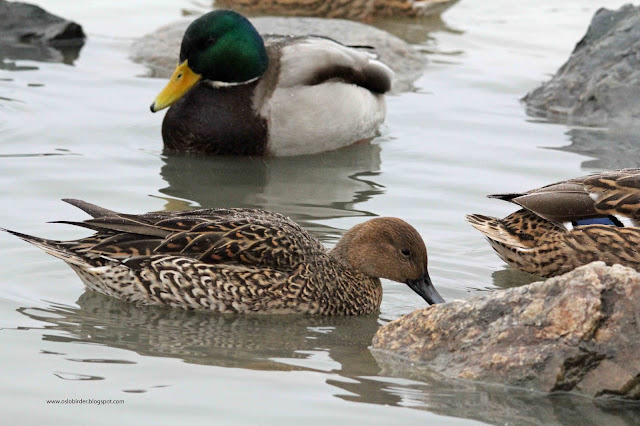 Oslo Iceland pintail%2BIMG 9854%2Bcopy