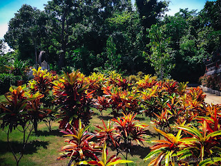 Gardens Of Codiaeum Variegatum Or Garden Croton Plants In The Park At Tangguwisia Village, North Bali, Indonesia