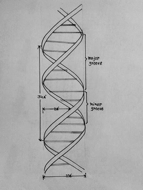 Draw It Neat How To Draw Dna