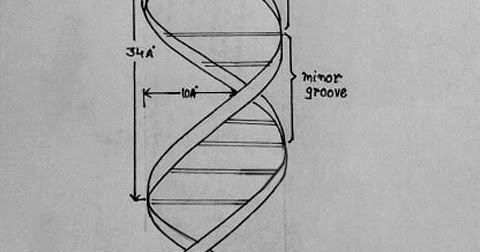 Draw in easy steps: How to draw DNA
