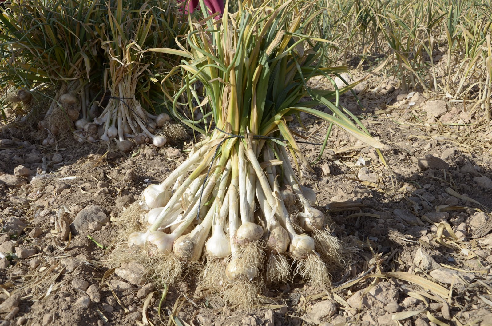 Summer and harvesting purple garlic