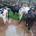 Polícia encontra 250 cabeças de gado com suspeita de furto, em propriedade rural de Rondon