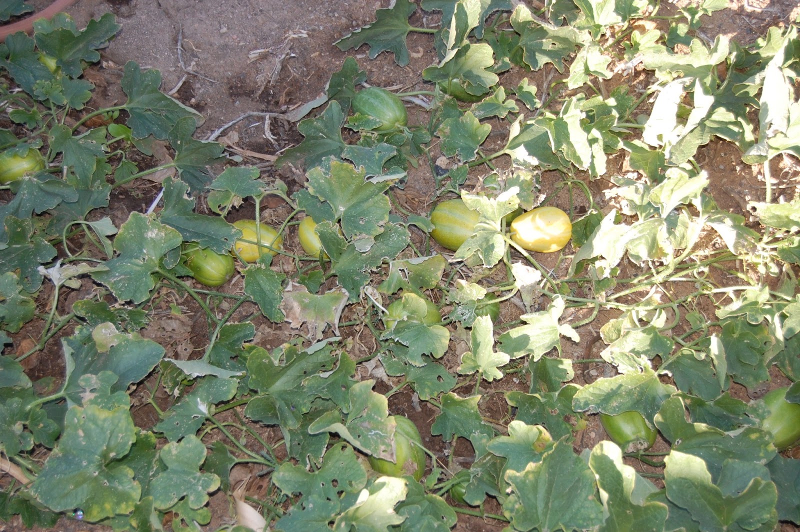 Suzzy Q And Crew Harvesting Korean Melon November 12, 2012