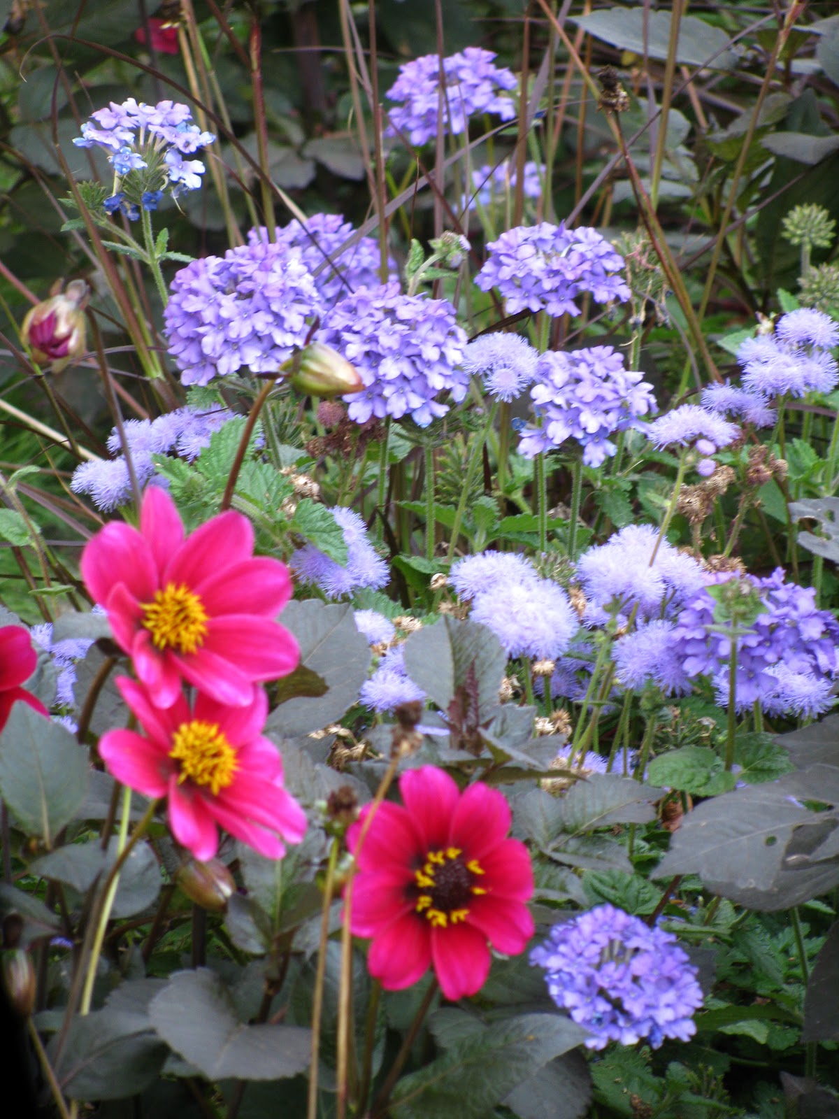 Flora and Fauna Plants and Critters Roadside Flowers in Antwerp, Belgium