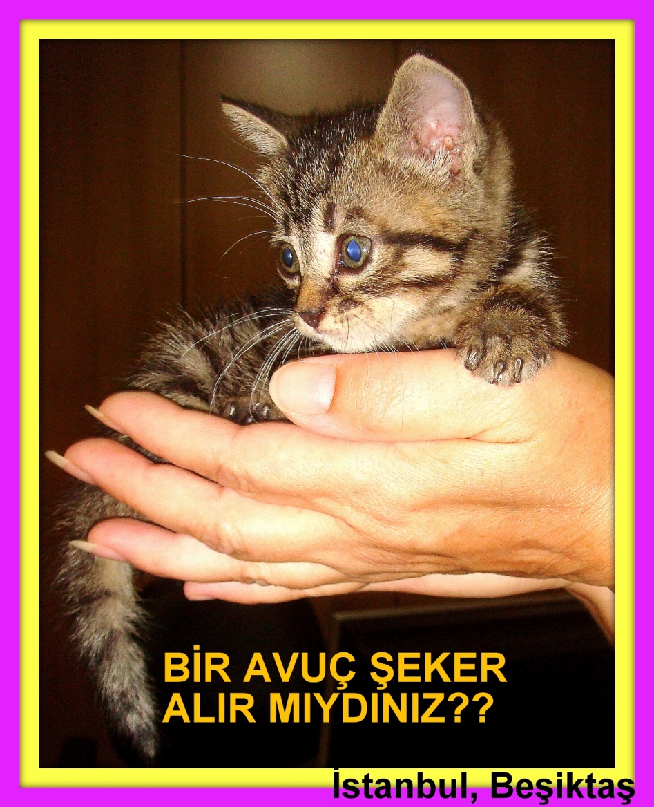 POLİMER KİL POLYMER CLAY ÇOK ŞEKER BİR MUCCUK KEDİSİ.