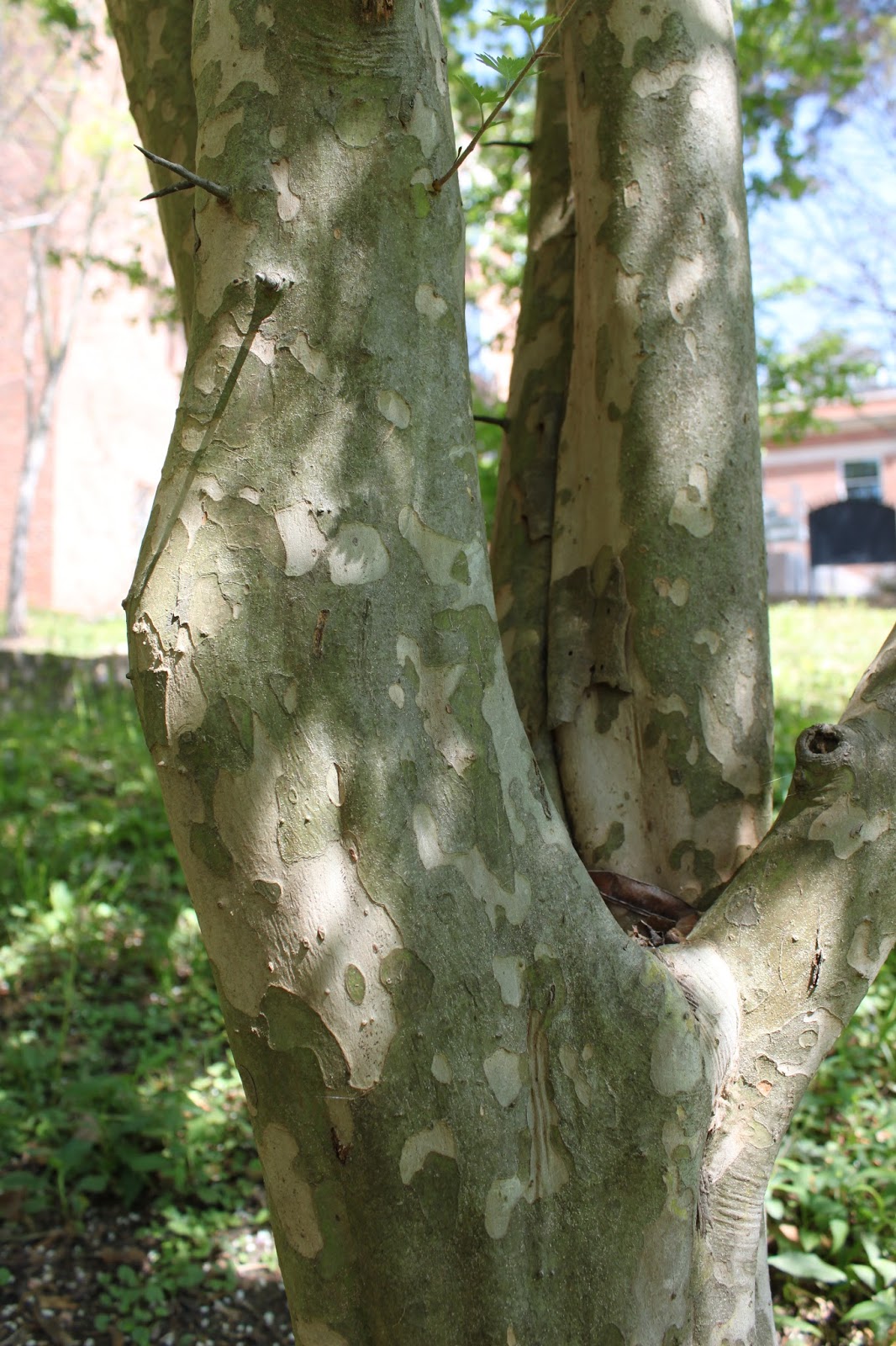Centenary College Arboretum Tree of the Week Parsley Hawthorn