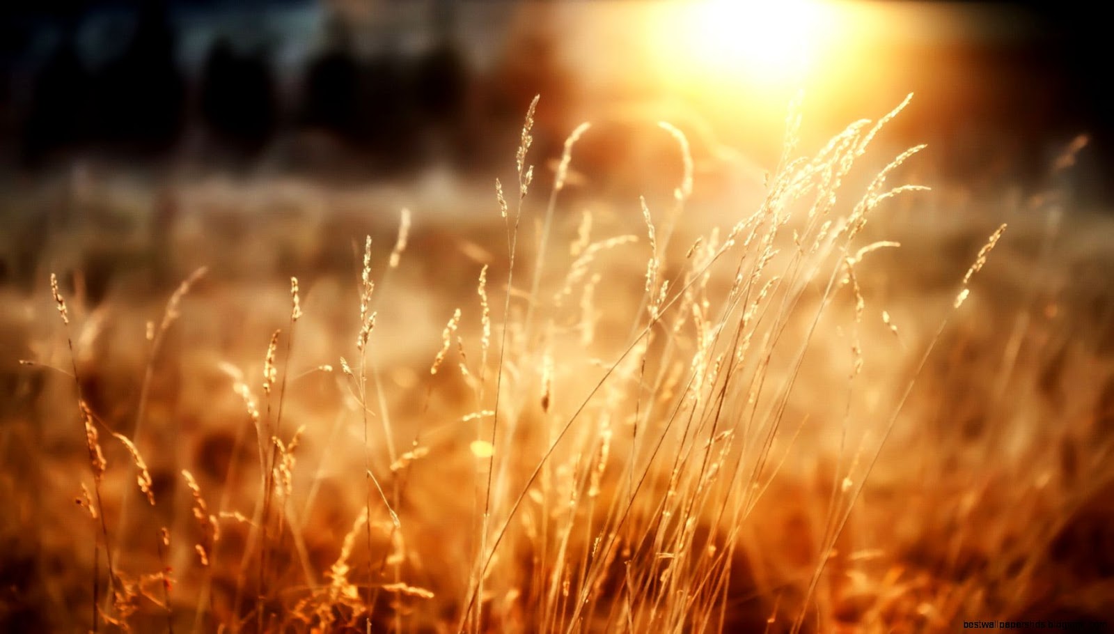 Morning Sunshine 4154736