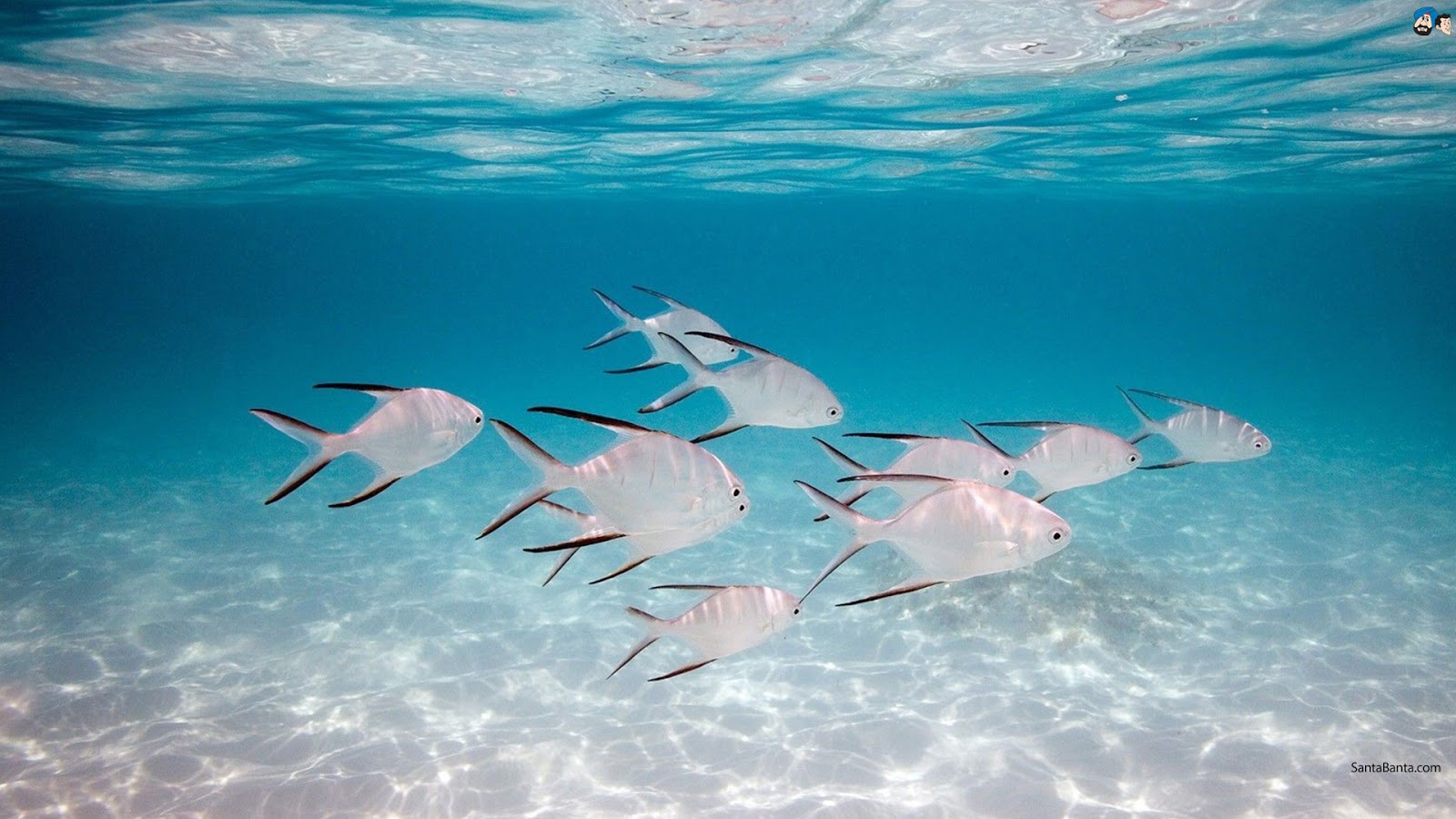 Image Result For Aquatic Life Video Download Image Result For Aquatic Life Video Download