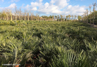 palmeras chamaerops-humillis-10L-barnaplant