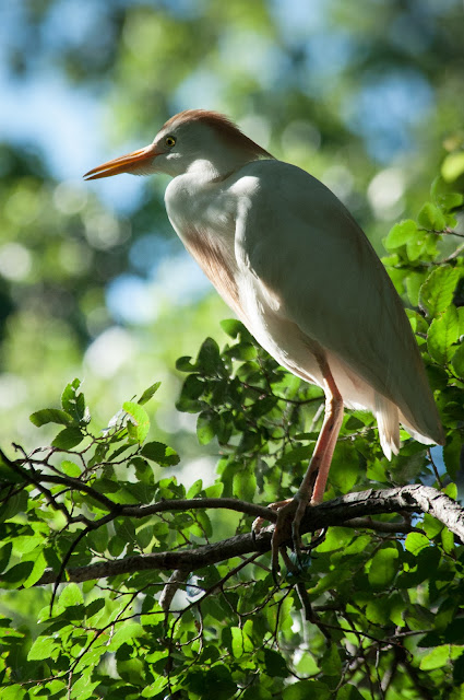 A Tree Falling: UT Southwestern Medical Center Rookery: May 2015