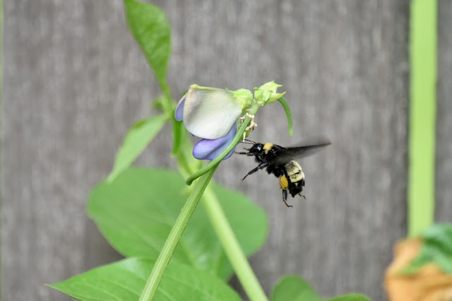 Bumble bee with full pollen sacs on a Bean plant