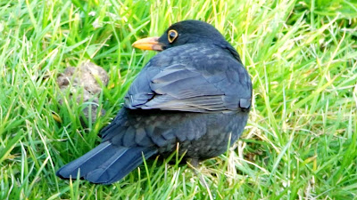 Día Mundial de los Humedales 2018, Día Ramsar 2018, Conoceris, Madrid, Excursiones Aitor, Manzanares, rutas guiadas, observación de la naturaleza, Madrid fauna, Madrid-Río, Mirlo común, macho, Turdus merula,