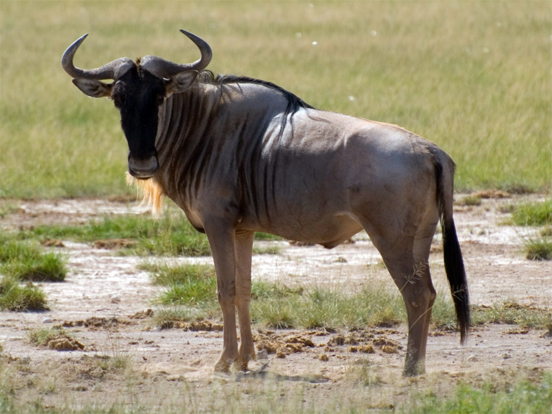 Большой гну. Антилопа гну. Голубой гну. Антилопа гну в Африке. Враги антилопы гну.