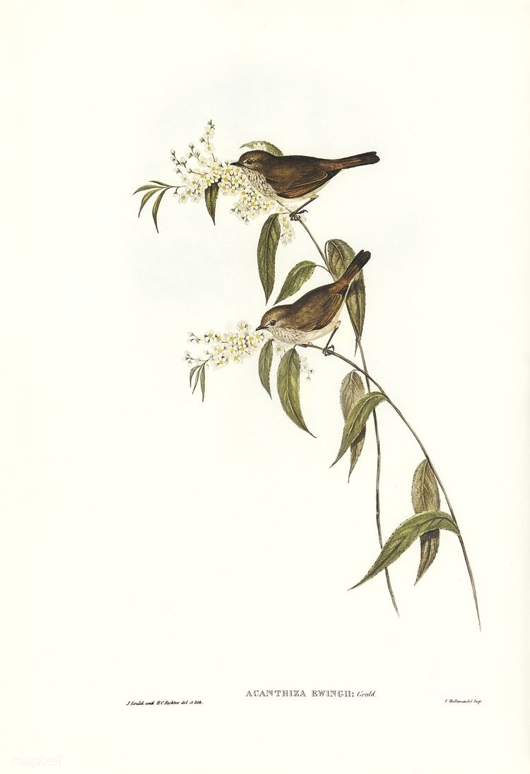 Aves | Ornitologia