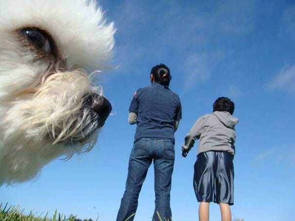 19 Hilarious Photobombing Dogs That Made Our Day