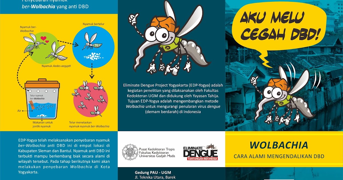 Jogja Gunakan Nyamuk Aedes Aegypti Ber Wolbachia Untuk Atasi Dbd Cah Yogya Jogja Gunakan Nyamuk Aedes Aegypti Ber Wolbachia Untuk Atasi Dbd Cah Yogya