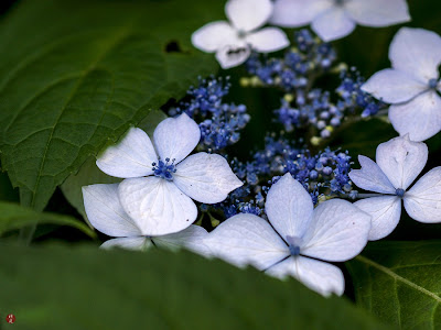 アジサイの種類 - H.macrophylla Frau Okuko