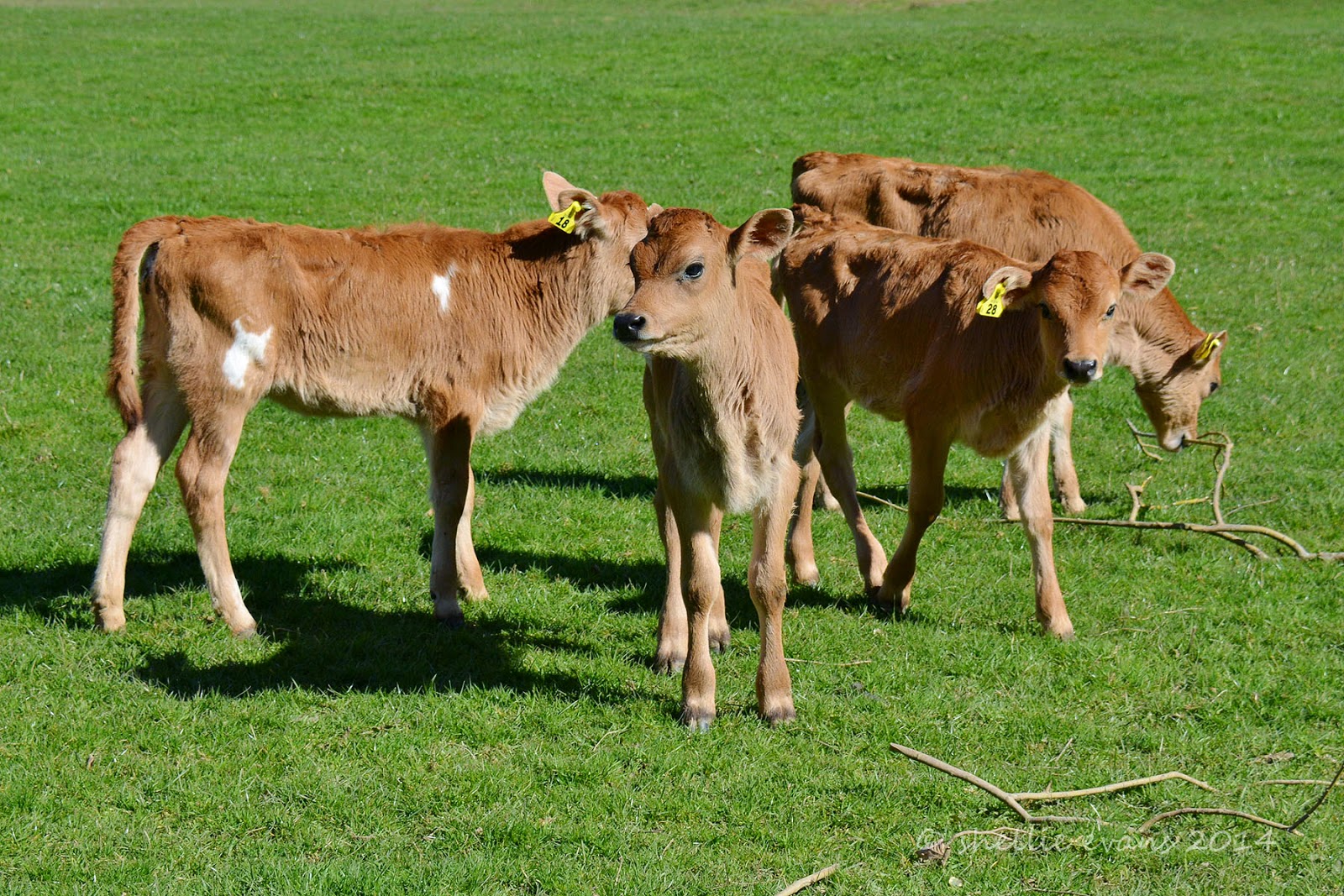 Two Go Tiki Touring Calves & Kids