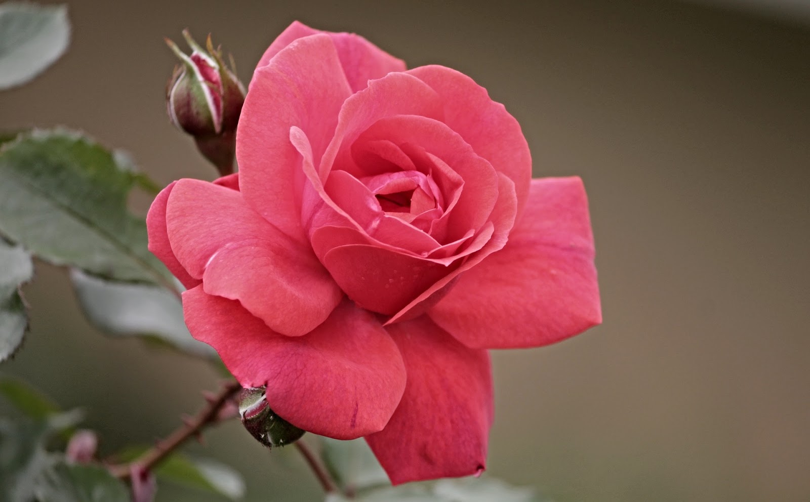 8 Gambar Bunga Mawar Sangat Cantik Dipandang