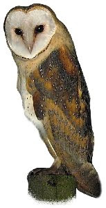 Suindara Suindara