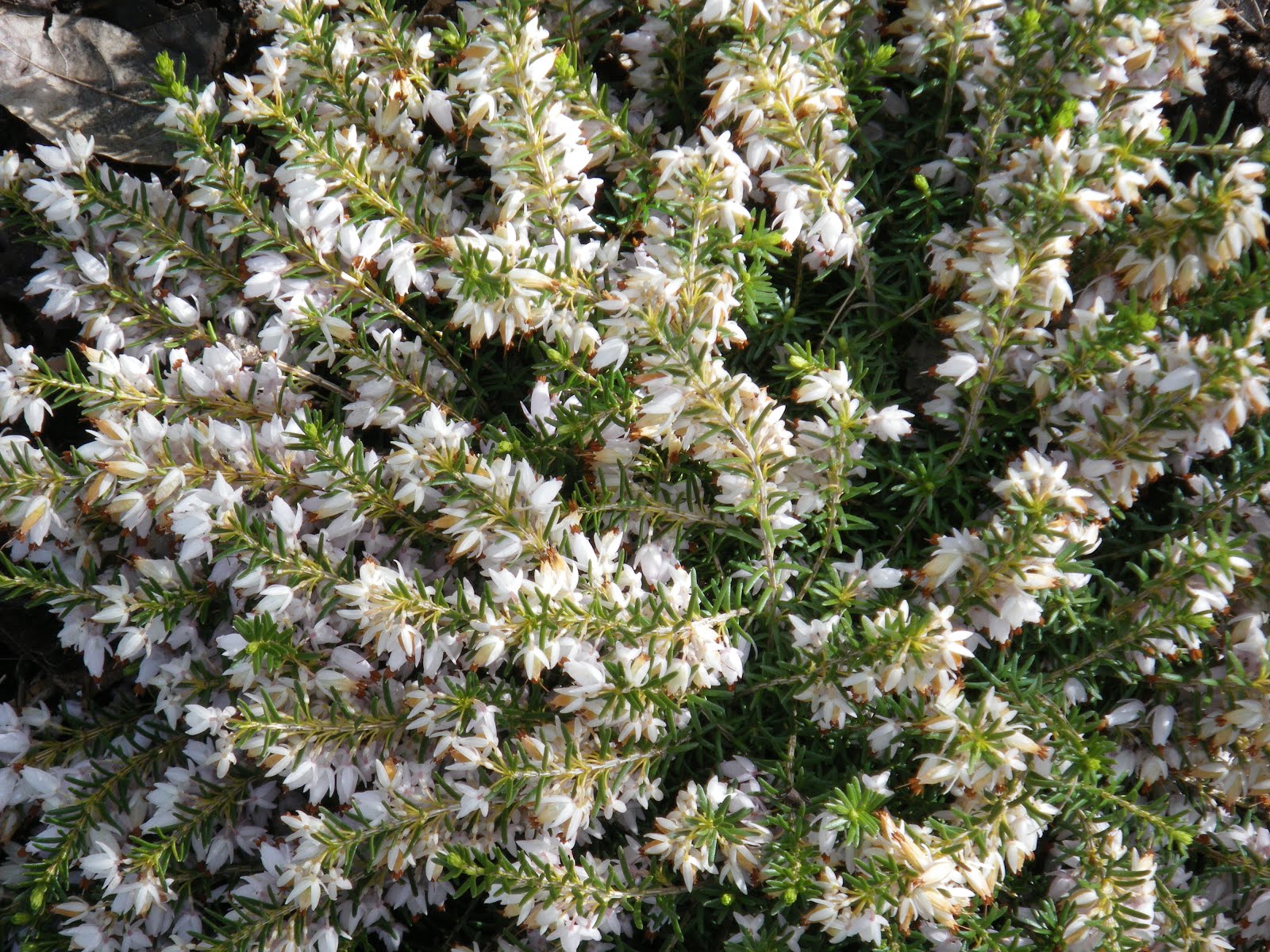 I�m In The Garden Today Winter�s Blooming Heath